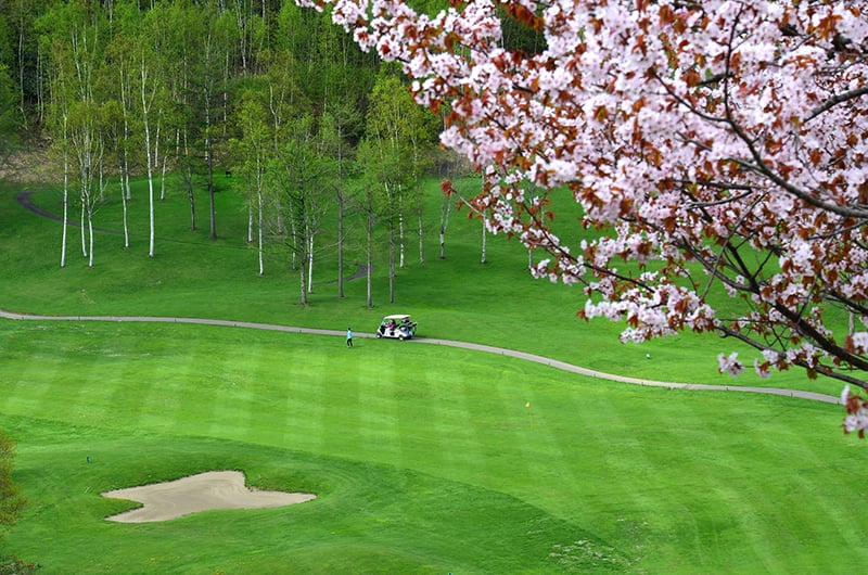 niseko golf course spring sakura